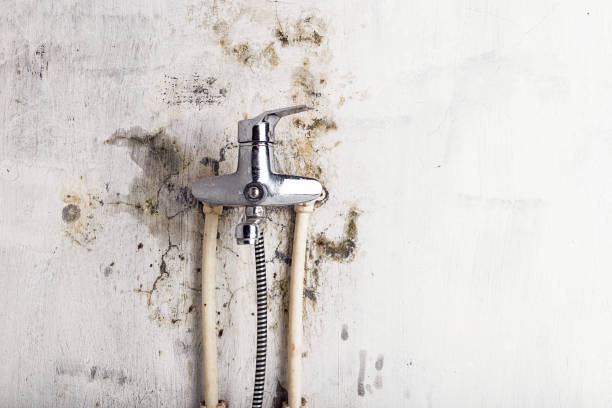 Best Fast Mold Removal  in Amory, MS