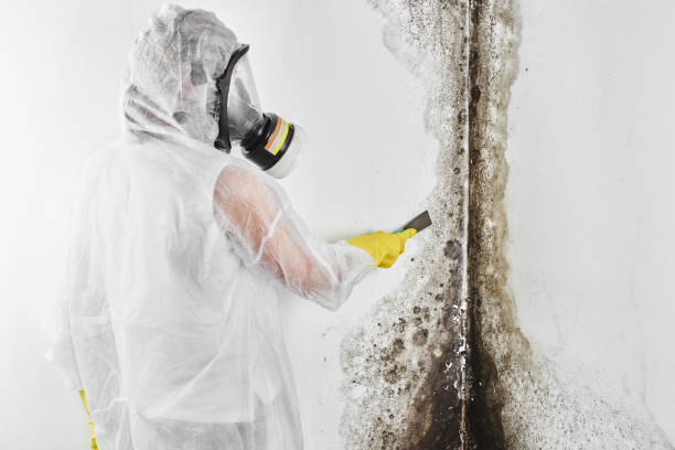 Best Black Mold Removal  in Amory, MS