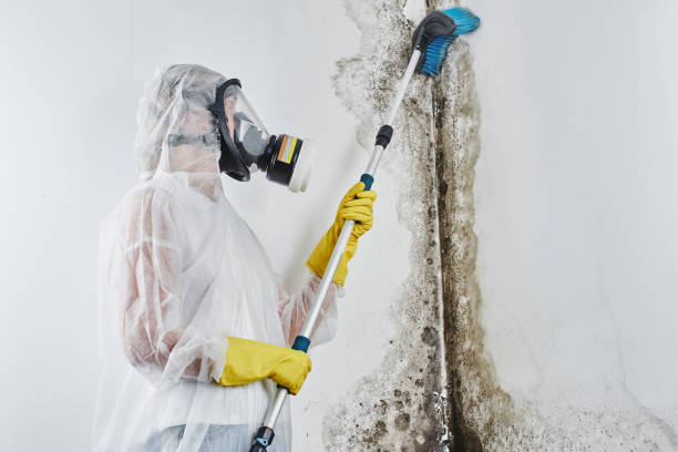 Best Crawl Space Mold Removal  in Amory, MS