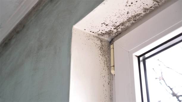 Best Residential Mold Removal  in Amory, MS