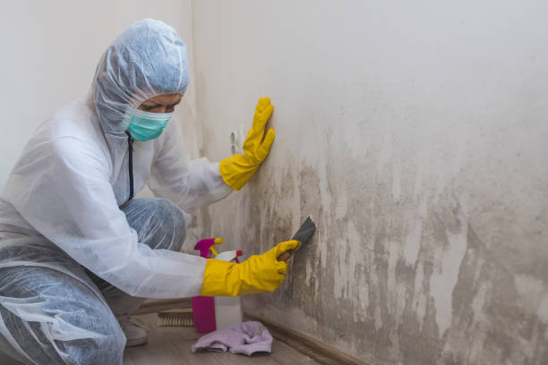 Best Office Mold Removal Services  in Amory, MS