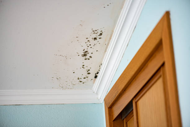 Home Mold Removal in Amory, MS