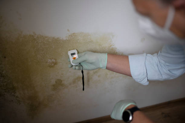 Best Mold Remediation Experts  in Amory, MS