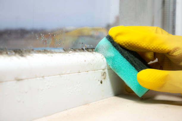 Best Local Mold Removal Service  in Amory, MS