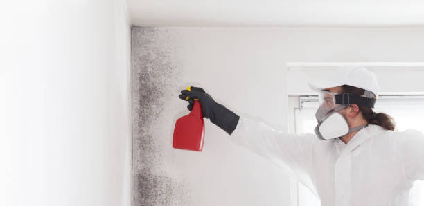 Best Best Mold Removal Companies  in Amory, MS