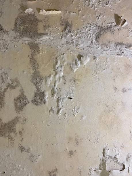 Best Mold Inspection  in Amory, MS