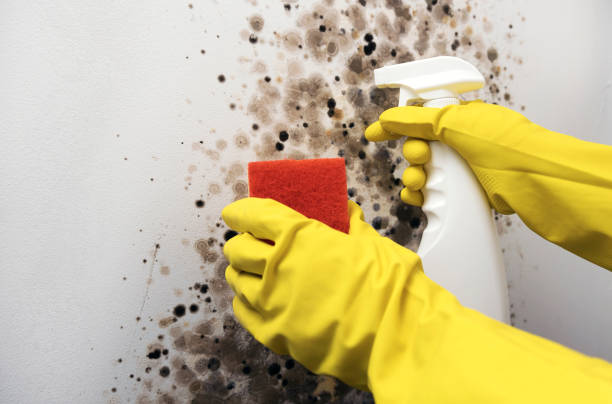 Trusted Amory, MS Mold Removal Experts