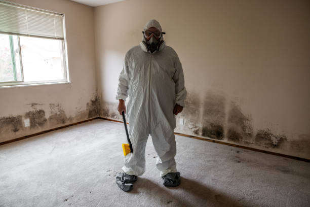 Best Professional Mold Removal  in Amory, MS