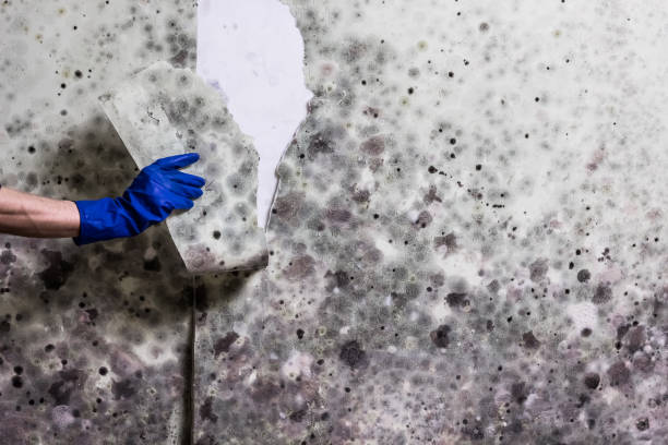 Best Mold Damage Repair  in Amory, MS
