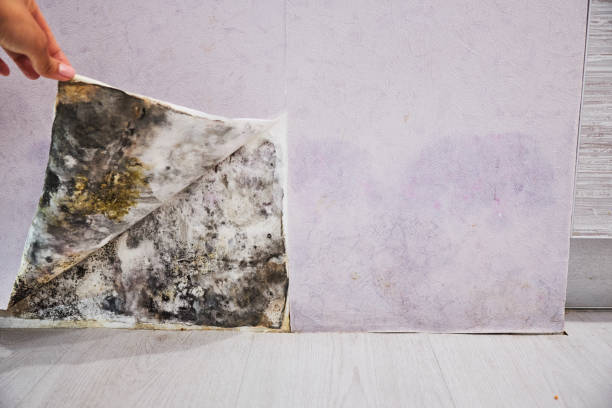 Best Mold Damage Repair  in Amory, MS